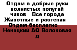 Отдам в добрые руки волнистых попугай.чиков - Все города Животные и растения » Отдам бесплатно   . Ненецкий АО,Волоковая д.